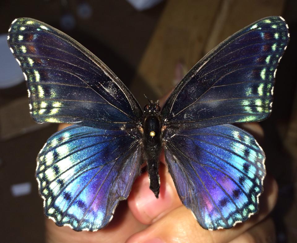 Limenitis arthemis (hind wing variation) (Internet Image property of respective owner, non-commercial use only)